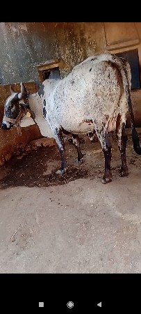 લિલડી ગિર ગાય વેસવા નિ સે