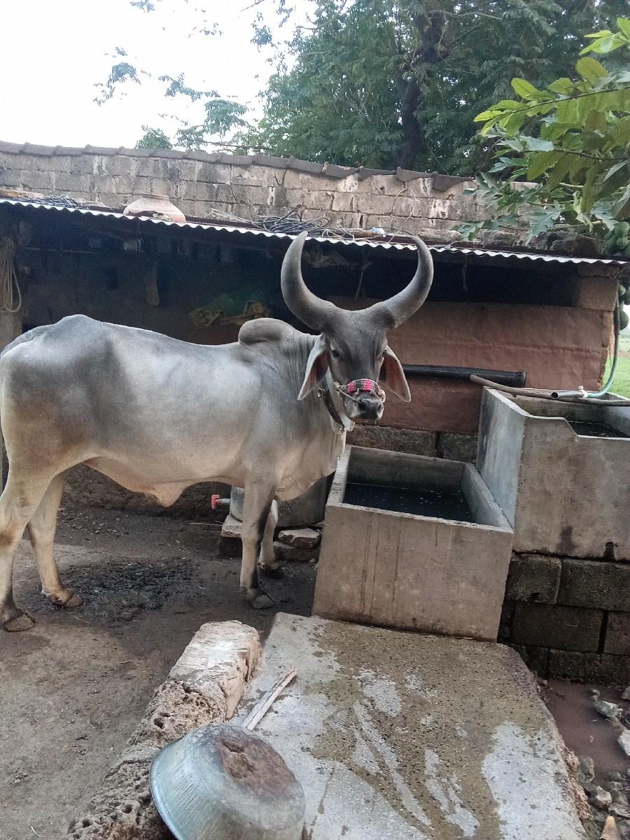 થંબનેલ 2