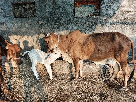 એક જર્સી ગાય છે એક દેશી ગાય છે