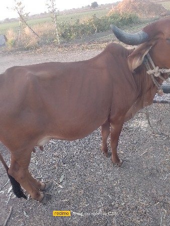 ગાય વહેંચવાની છે દોવા દિયે છે