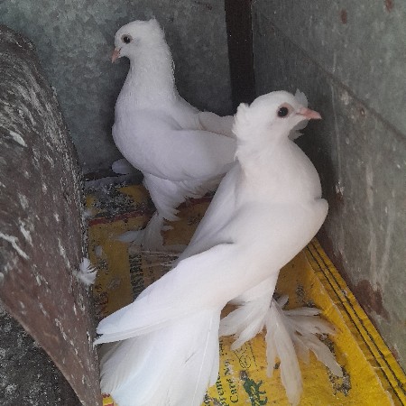 કબુતર વેસવાનાછે