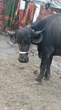 ખડાય વેચવાની છે