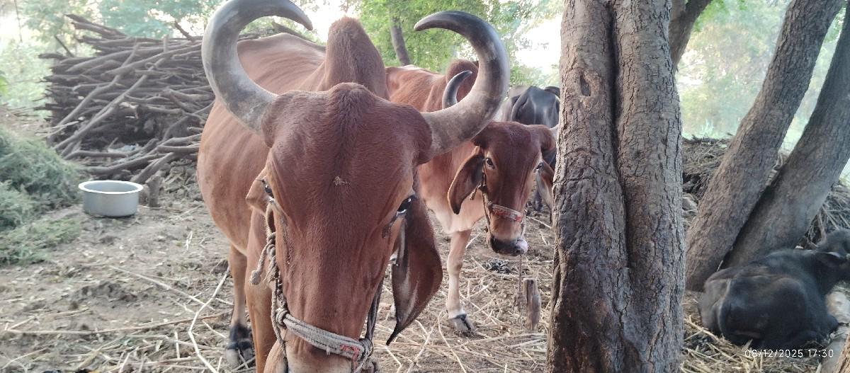 થંબનેલ 2