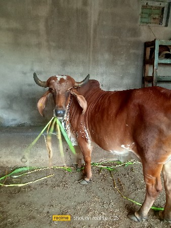 વેંચવા ની છે