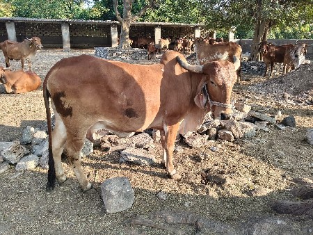 थंबनेल 3