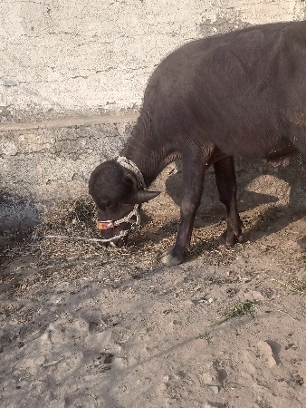 હમતપરા કુતિયાણા પોરબંદર અઢી વર્ષનો