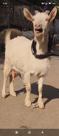 kasmiri 2 mahina ghabr