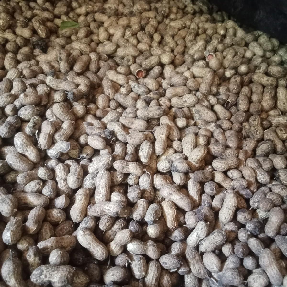 કે 41 મગફળી વેચવાની છે બીયારણ માટે