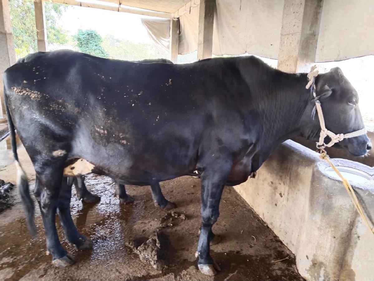 थंबनेल 3