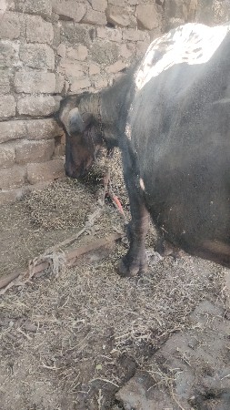 ભેસવેચવાનીછેતન આચરીછે