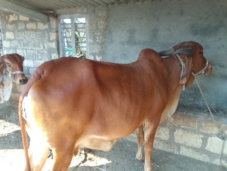 थंबनेल 2