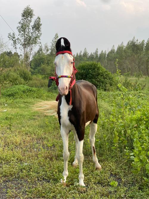 ઘોડી વેચવાની છે