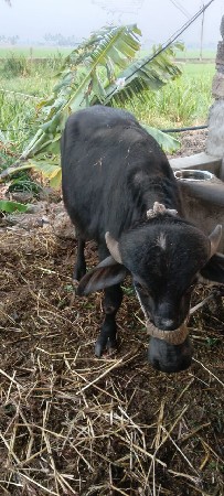 ભગવાનભાઈ.મોરી