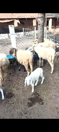 11.  gat ,vecvani 6e