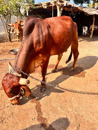 થંબનેલ 2