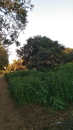 જવાય 
જુવાર ૩૫૦૦૦