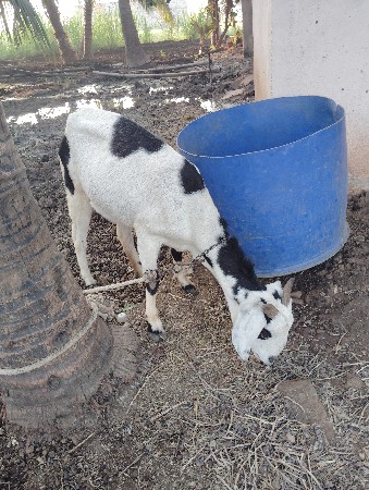 પતિરી બકરી વેચવાની છે