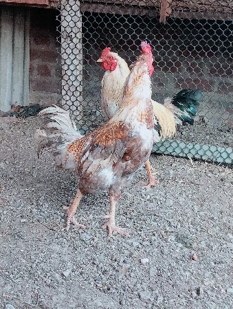 લતીફ. ભાઇ