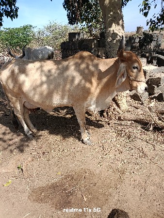 थंबनेल 3