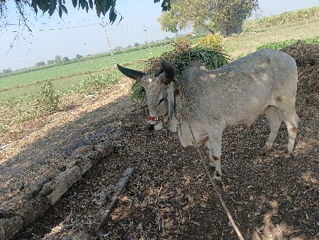 थंबनेल 3