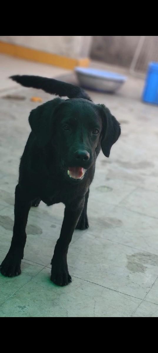 લેબ મેલ અઢી મહિના નો   લેબ કુતરી