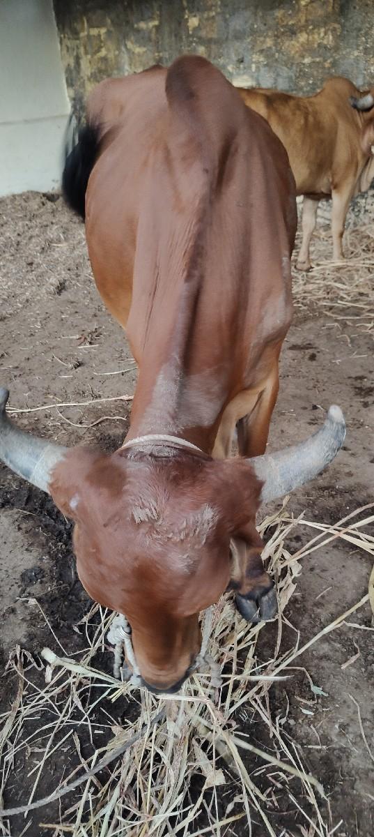 થંબનેલ 2