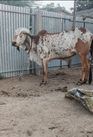 રાજ ખૂટ ની ઓળકિ