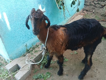 थंबनेल 3