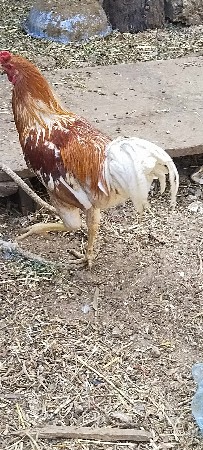 थंबनेल 3