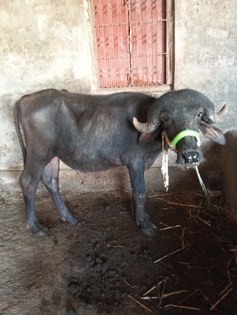 થંબનેલ 2