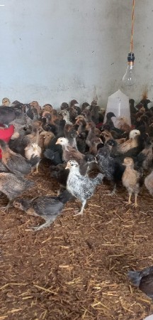 50દીવસ ના મરઘાં સે