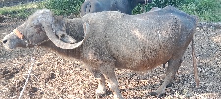 ભેંસ વેચવા ની છે