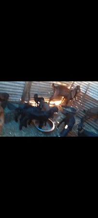 સફેદ નાની બકરીઓના સાટા કરવો હોય