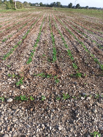 ખેતી લાયક જમીન છે