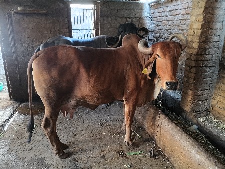 થંબનેલ 3