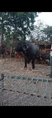 થંબનેલ 3