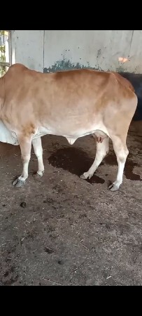 2 વેતર .5 લીટર દિવસ નું દૂધ