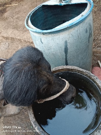 2.5 વર્ષ ખડેલી