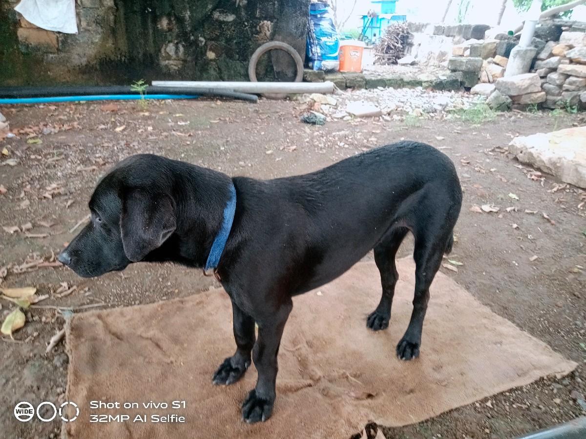 lebrador femal વેચવાની છે