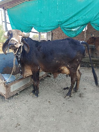 થંબનેલ 2