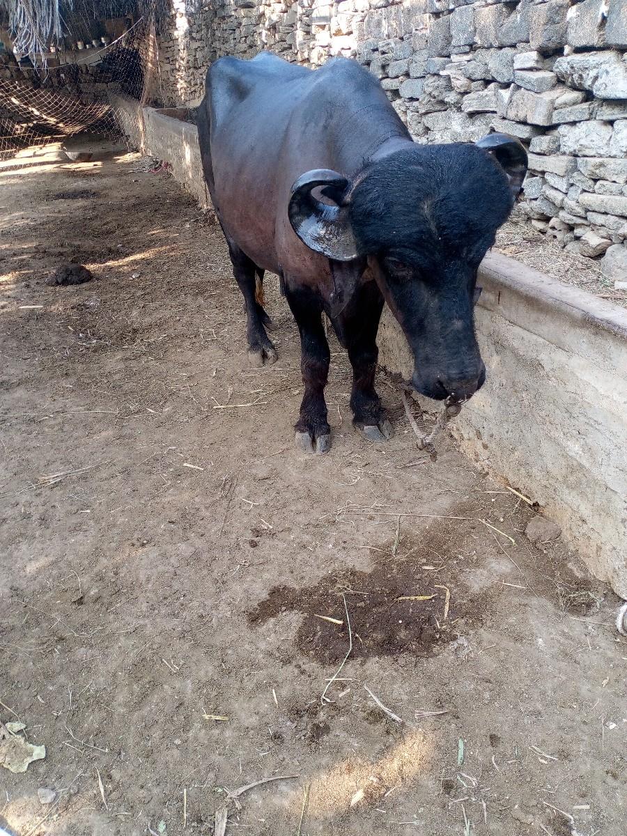 थंबनेल 3