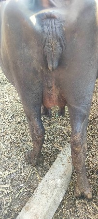 ભેંશ વેશાવાંની સે