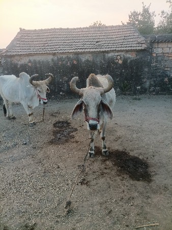 બળદ વેચવાની છે ચાર વાવણી કરેલી છે