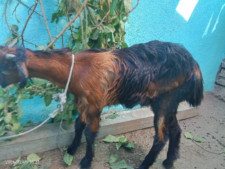 પથરી બકરી વેચવાની છે