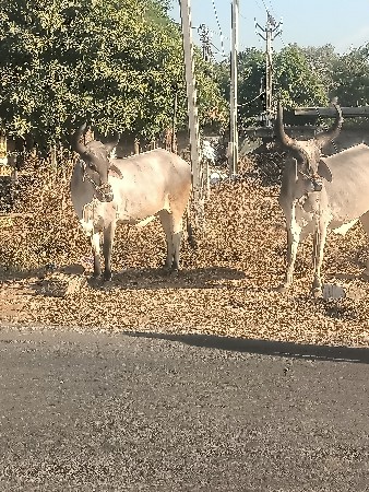 थंबनेल 3