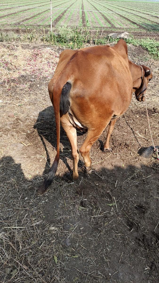 થંબનેલ 2