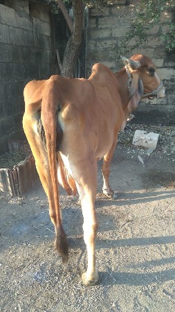 ગાય વેચવાની