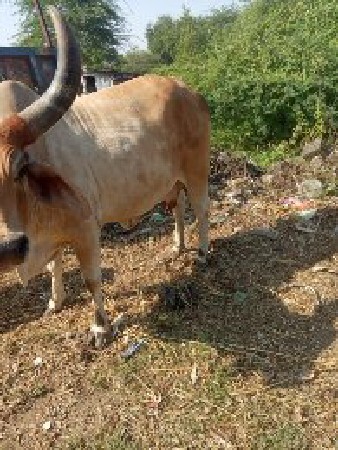 થંબનેલ 3