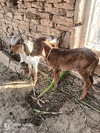 थंबनेल 5