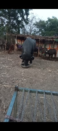 પાડો વેચવાનો છે